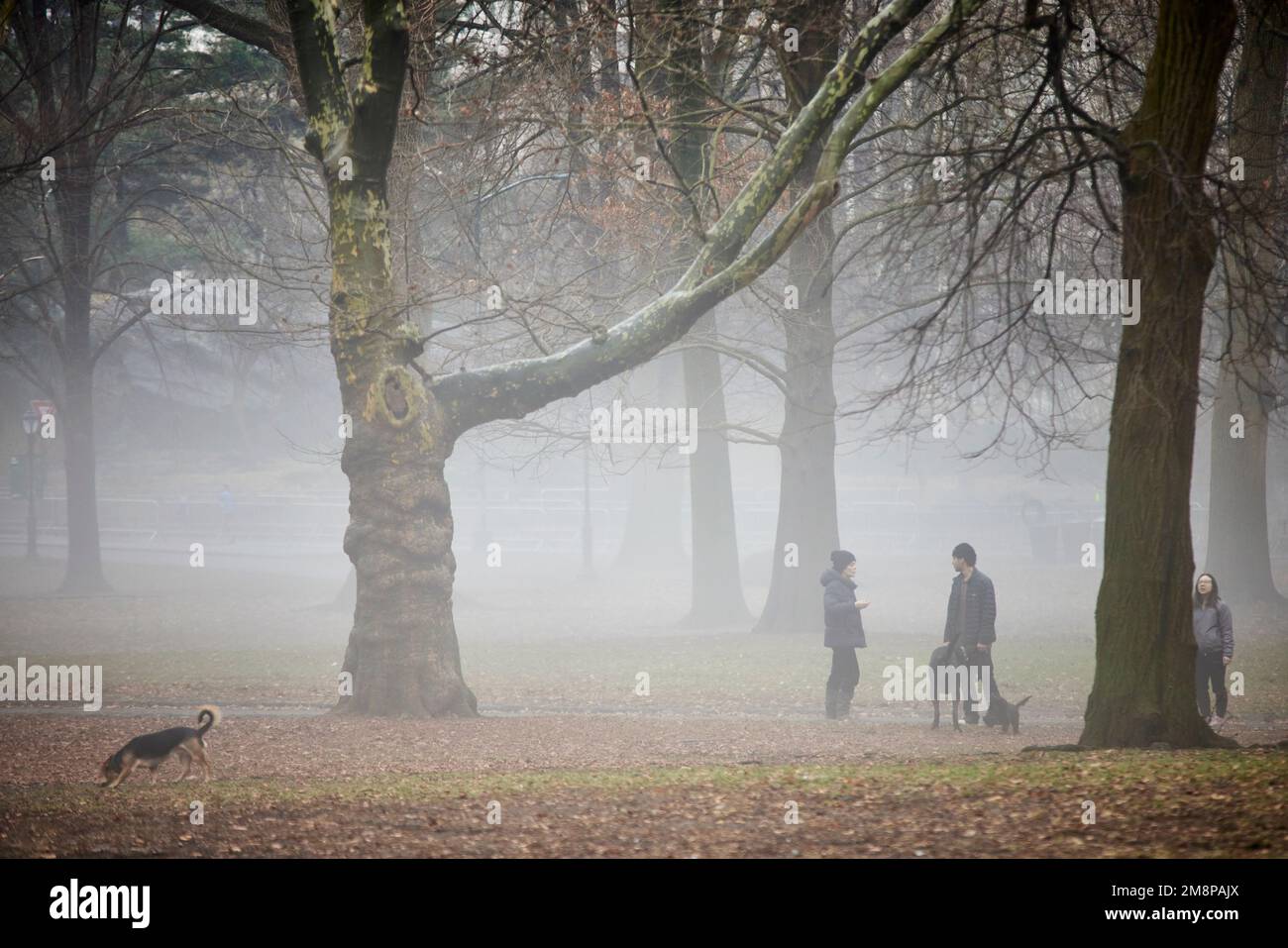 New York city Manhattan dog walkers in Central Park in the morning