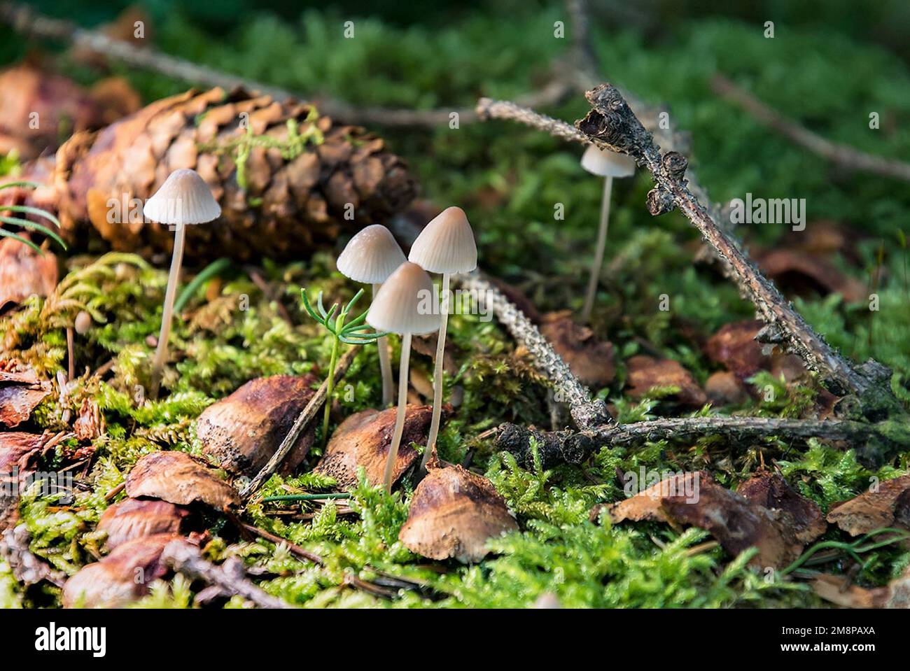 Pilze im Wald Stock Photo