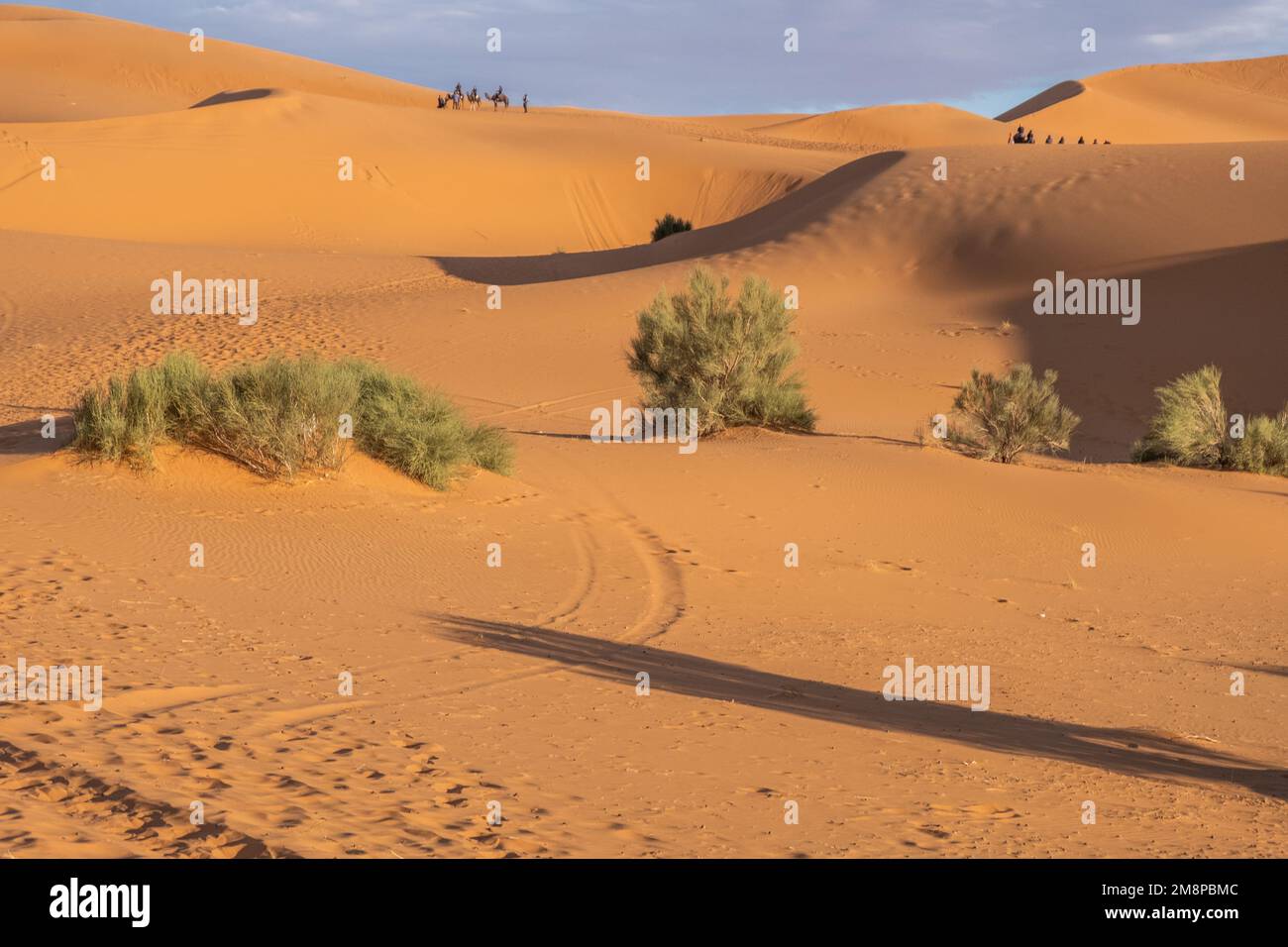 Beautiful sand dunes in the Sahara desert Stock Photo - Alamy