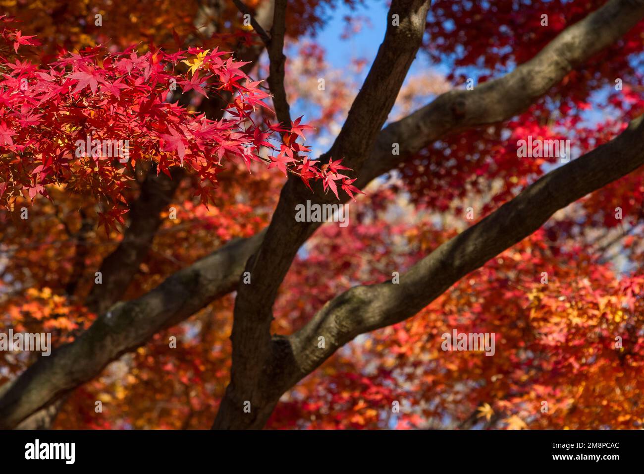 Red autumn leaves of Japanese maple trees (Acer palmatum) in Yoyogi park, Tokyo, Japan. Stock Photo