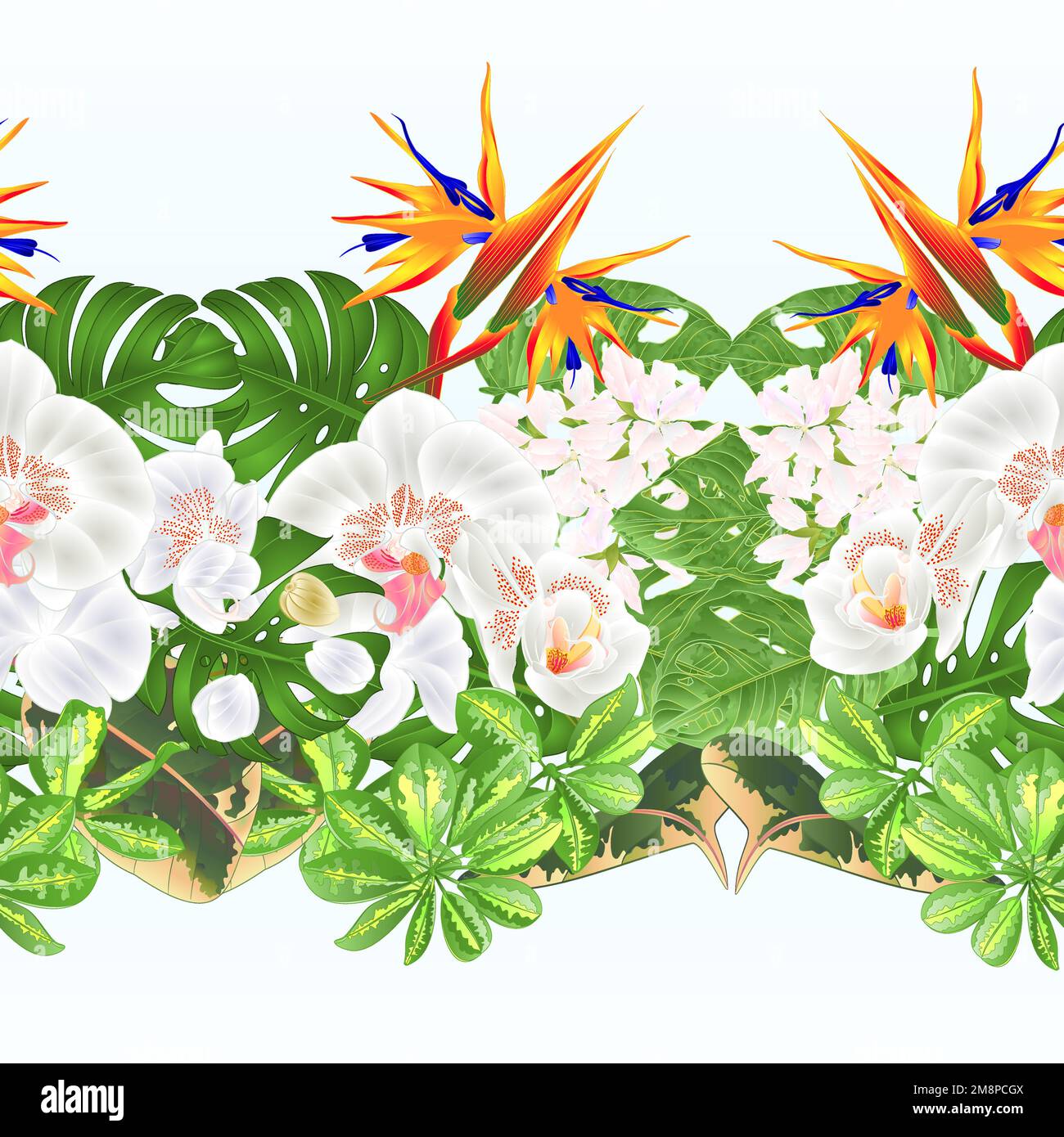 Tropical border seamless background   tropical flowers  floral arrangement with  Strelitzia and white  orchid Phalaenopsis philodendron and Schefflera Stock Vector