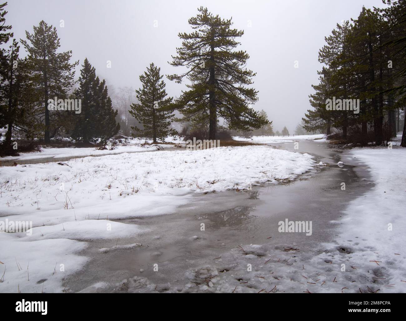 Forest idyllic winter landscape with frozen lake and land covered in snow. Extreme weather Snowstorm. Stock Photo