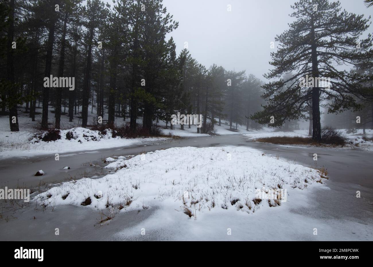 Forest idyllic winter landscape with frozen lake and land covered in snow. Extreme weather Snowstorm. Stock Photo