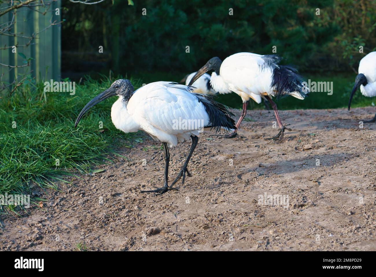 A selective of black-headed ibis (Threskiornis melanocephalus) birds in
