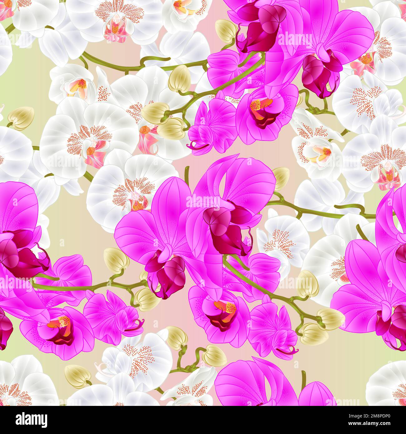 Seamless texture Branch orchids  white and purple flowers Phalaenopsis tropical plant  stems and buds  vintage vector botanical illustration for desig Stock Vector