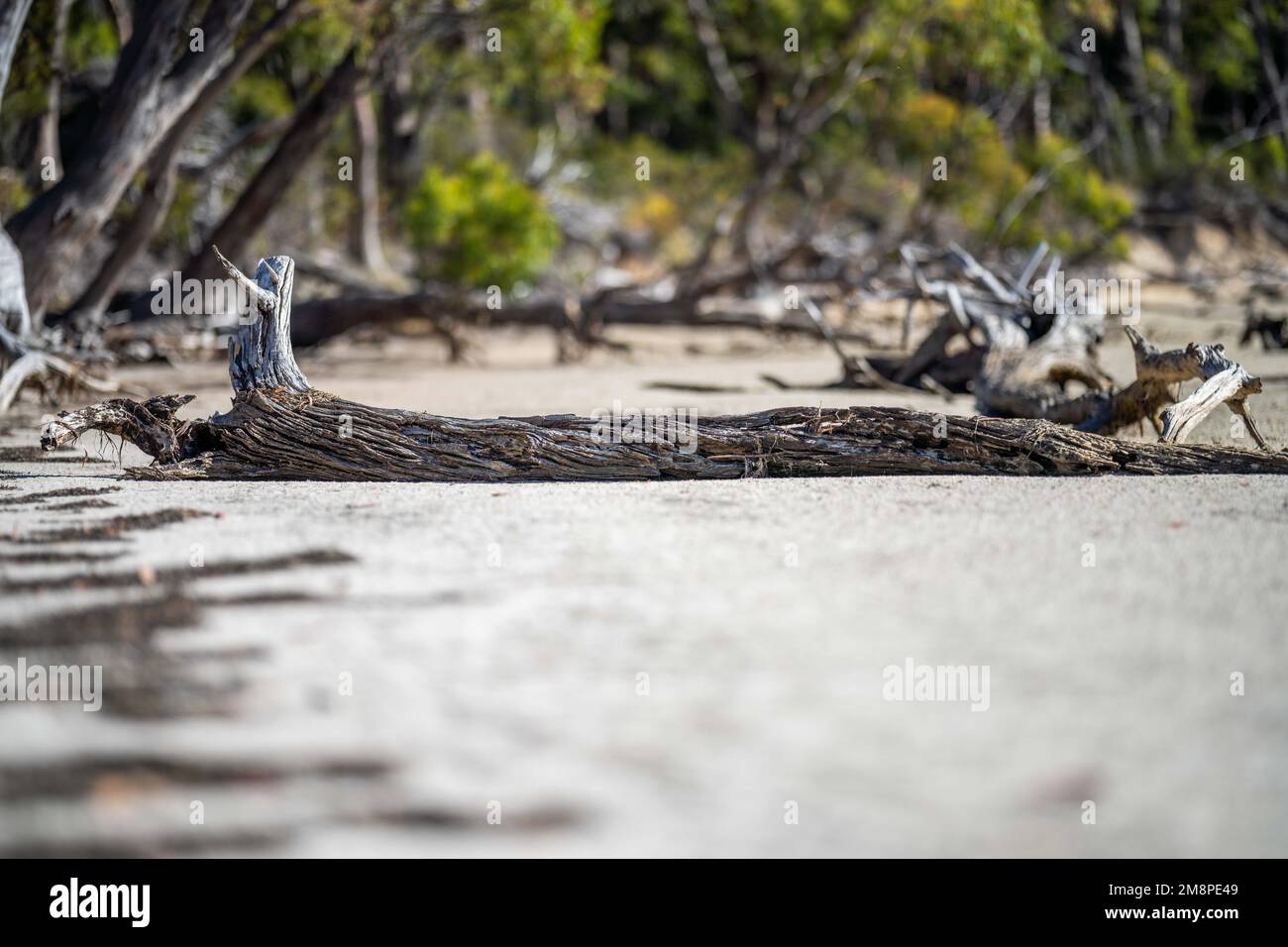 gum tree roots exposed from erosion on the beach Stock Photo Alamy
