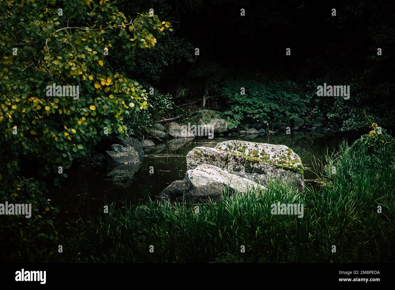 Peda Tree Beautiful lake tall mossy trees hi-res stock photography and images - Alamy