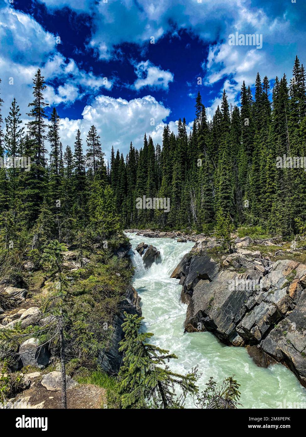 A vertical shot of a river flowing through a valley with green pine ...