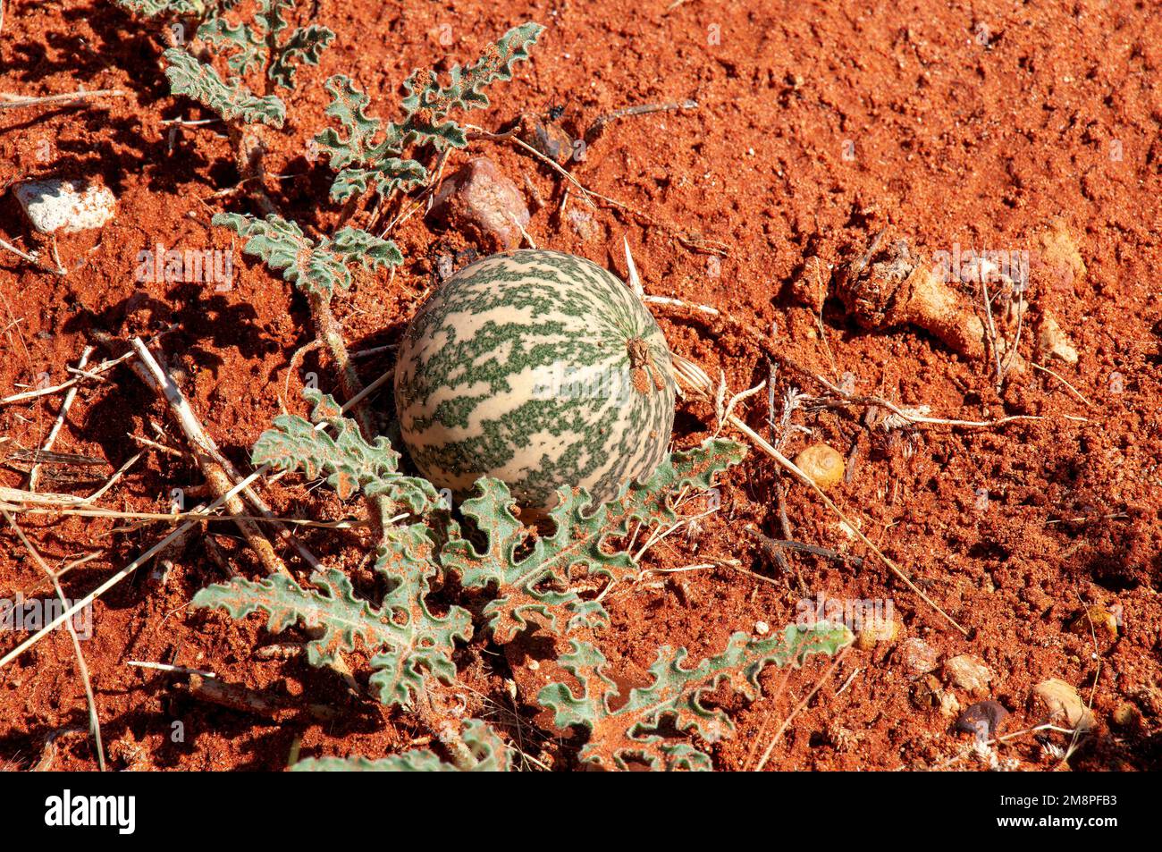 White Cliffs Australia, citrullus colocynthis growing in red sand of the australian outback Stock Photo
