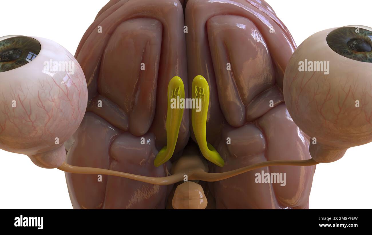 Human brain anatomy for medical concept 3D illustration Stock Photo