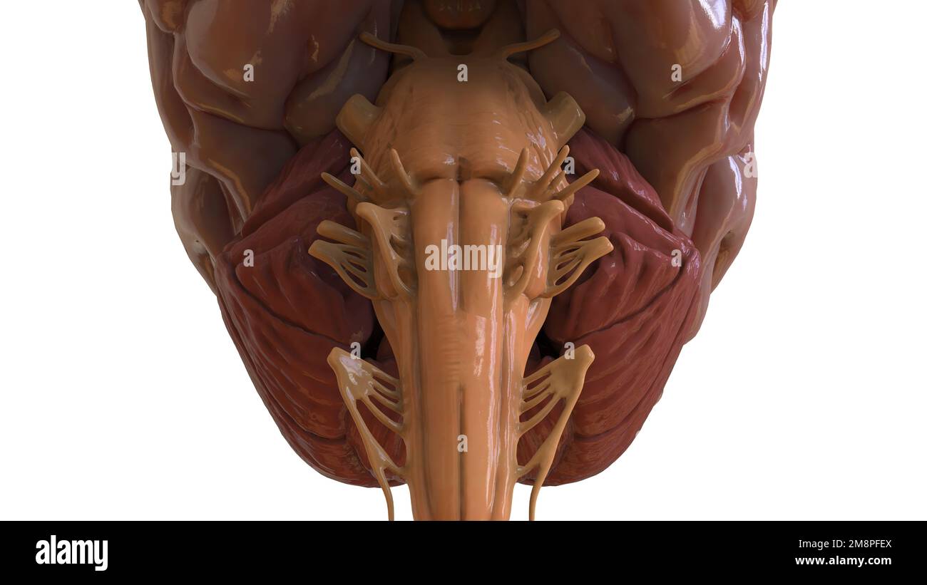 Human brain anatomy for medical concept 3D illustration Stock Photo