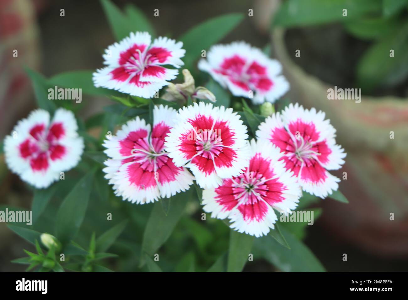 China pink dianthus hi-res stock photography and images - Page 2