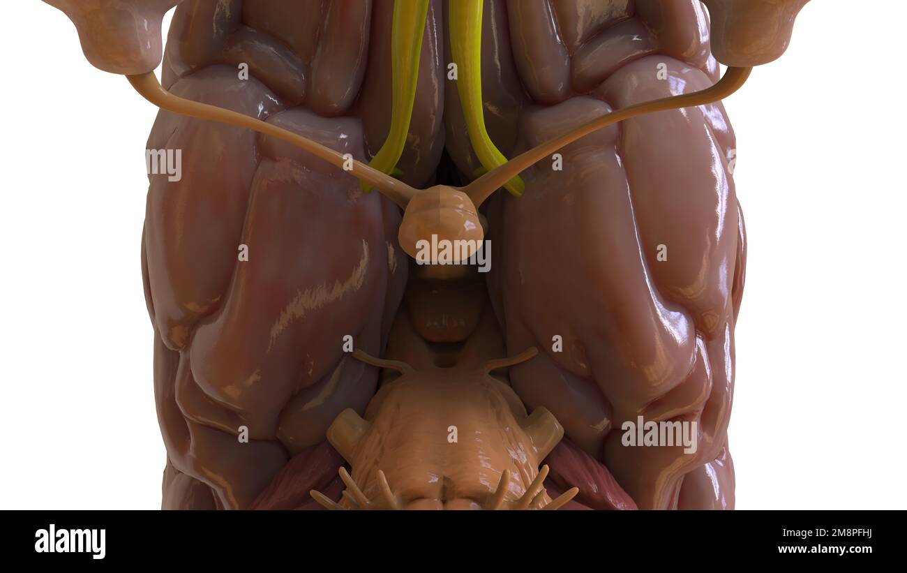 Human brain anatomy for medical concept 3D illustration Stock Photo