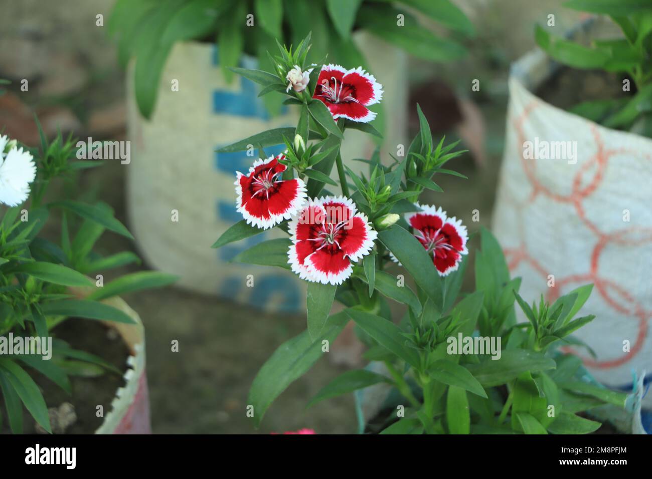 Close up of some beautiful Dianthus Baby Doll, Dianthus Chinensis Stock Photo