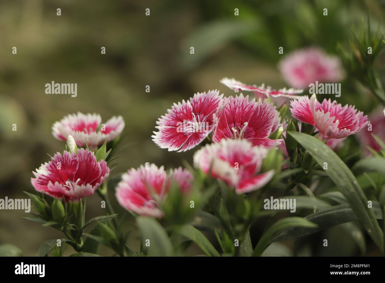Blooming beautiful Pink Dianthus flower (Dianthus chinensis) or Rainbow Pink in a garden. Stock Photo