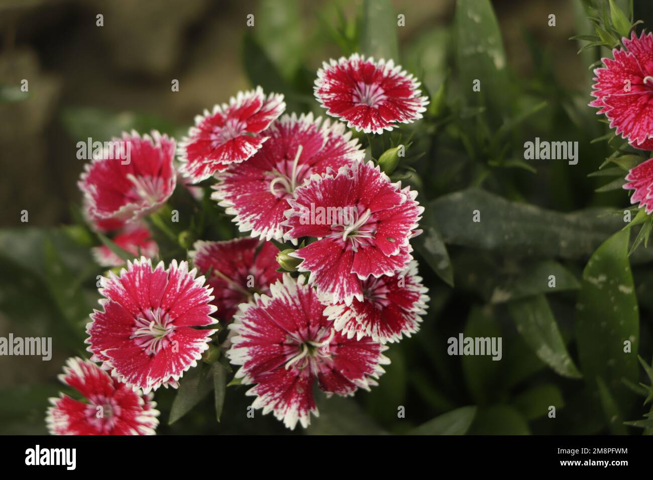 Pink Dianthus flower (Dianthus chinensis) in garden. Stock Photo