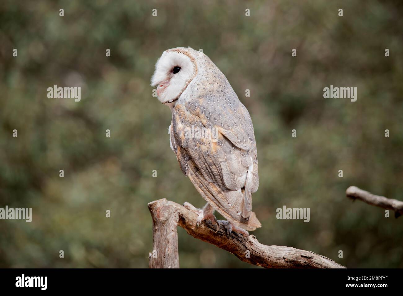 the barn owl is resting on a perch Stock Photo