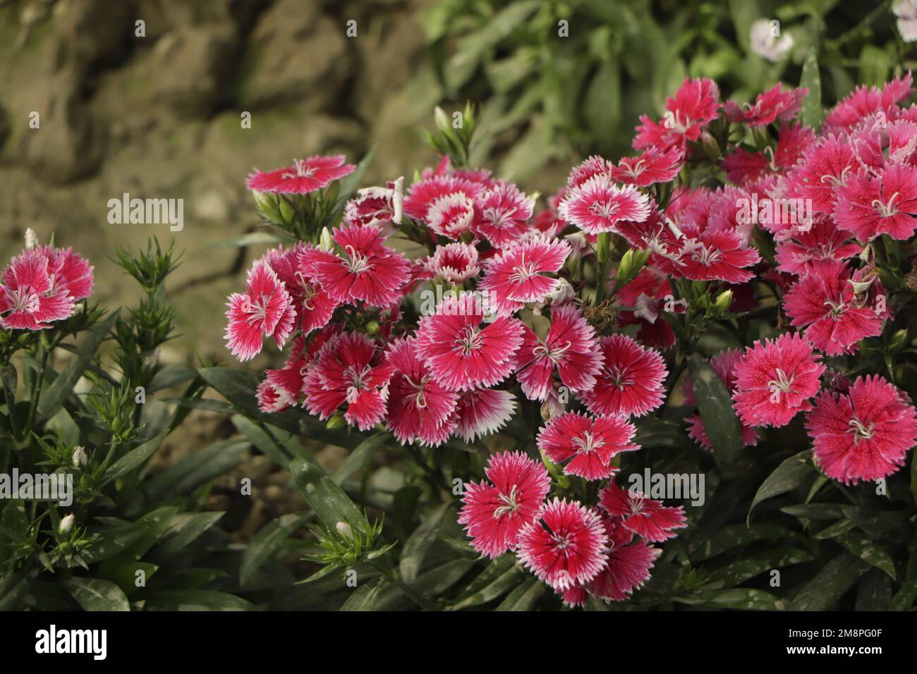 Close up of some beautiful Dianthus flowers growing in garden with leaves and soil, selective growing Stock Photo