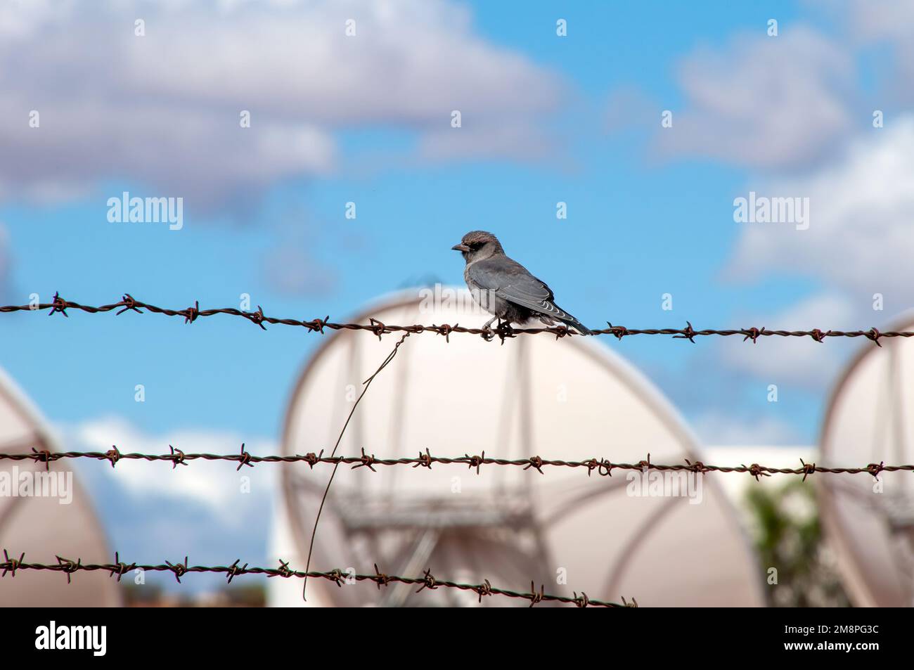 White Cliffs Australia, grey immature black-faced cuckoo shrike perched on barbwire fence Stock Photo