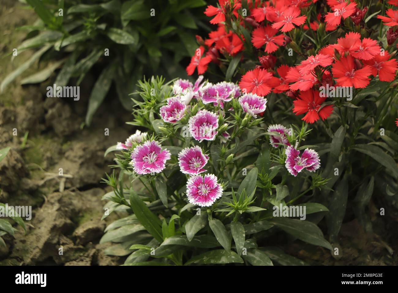 Flowerbed of pink Dianthus barbatus flower Stock Photo