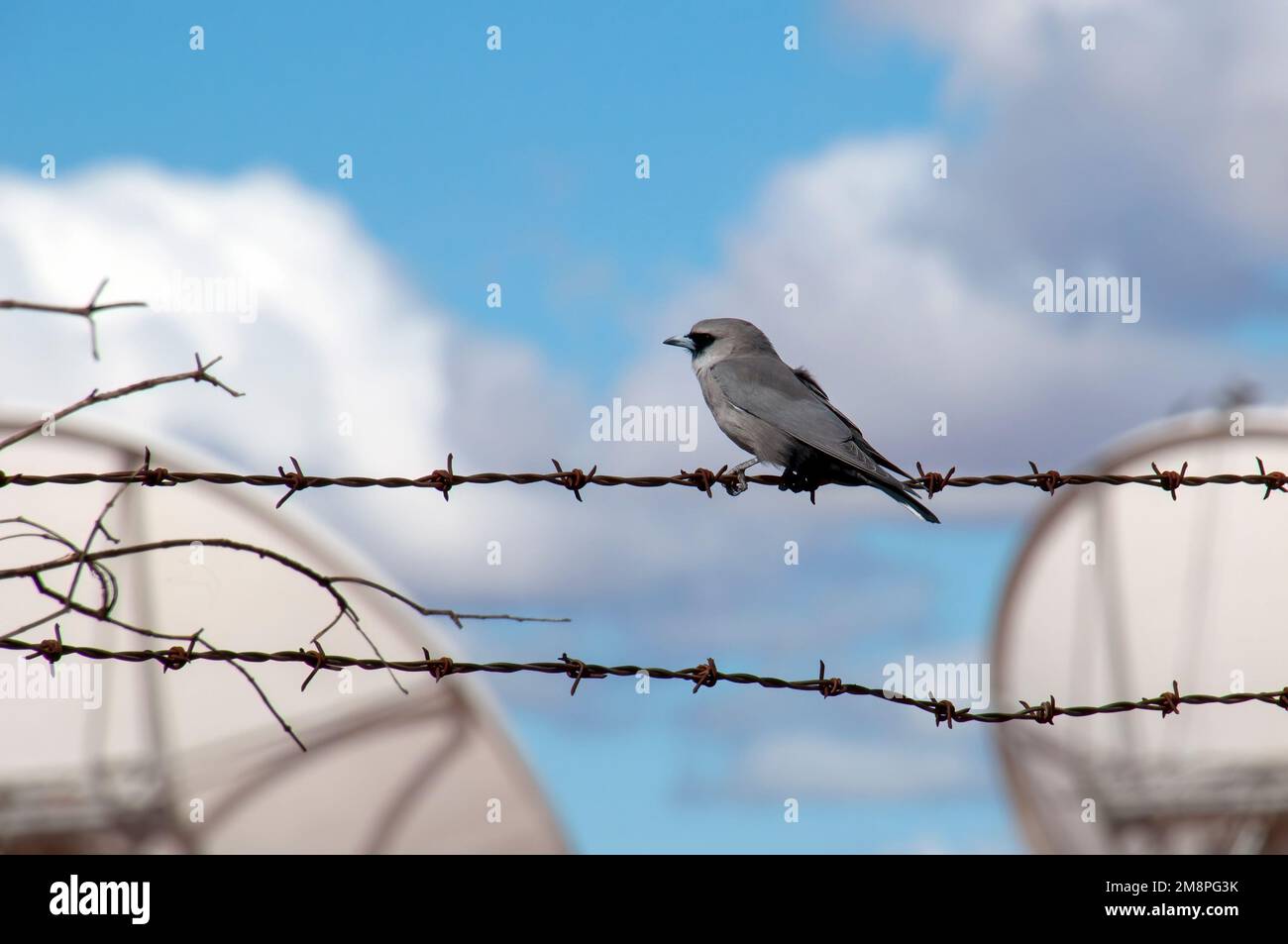 White Cliffs Australia, immature black-faced cuckoo shrike perched on barbwire fence Stock Photo