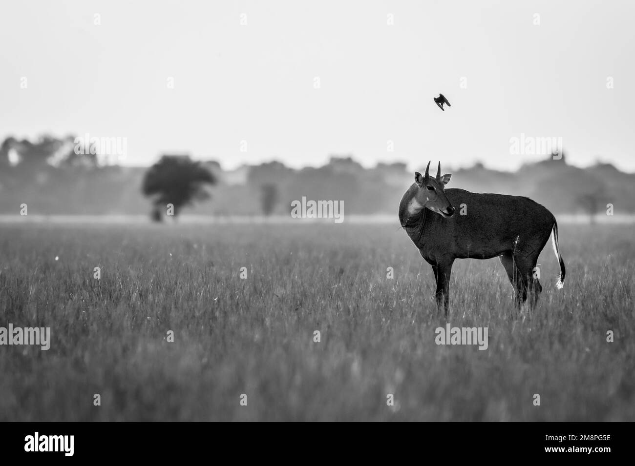 wild male nilgai or blue bull or Boselaphus tragocamelus an asian antelope in black in white in scenic landscape of tal chhapar sanctuary churu india Stock Photo