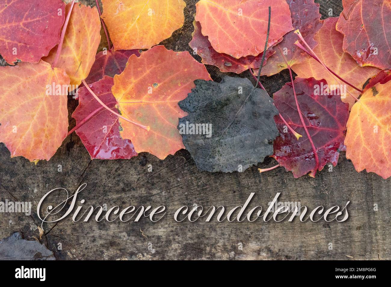 Mourning card with autumn leaves and english text: Sincere condolences Stock Photo
