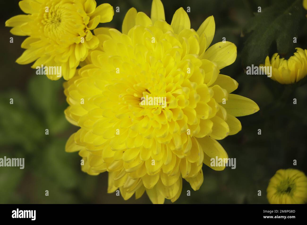 Florists Daisy or yellow Chrysanthemum in garden Stock Photo