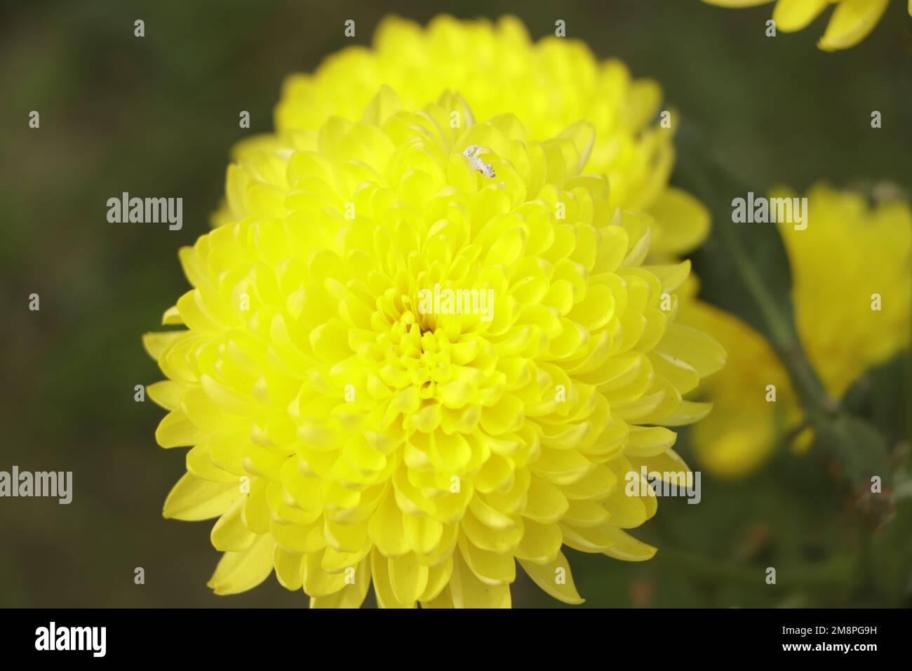 yellow Chrysanthemum blooming in garden Stock Photo