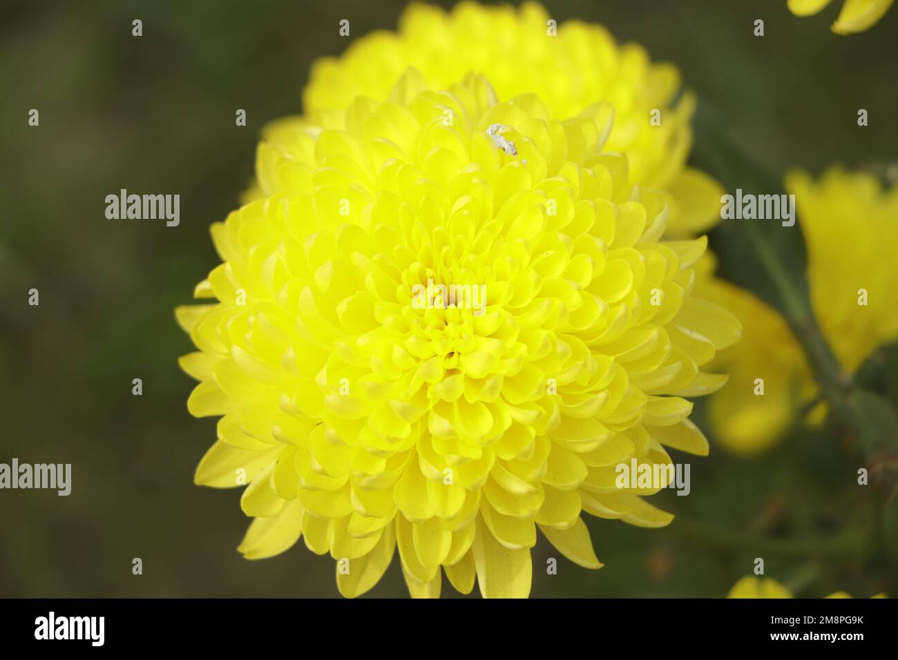 Colorful yellow and orange chrysanthemum flower bloom in the farm. Stock Photo