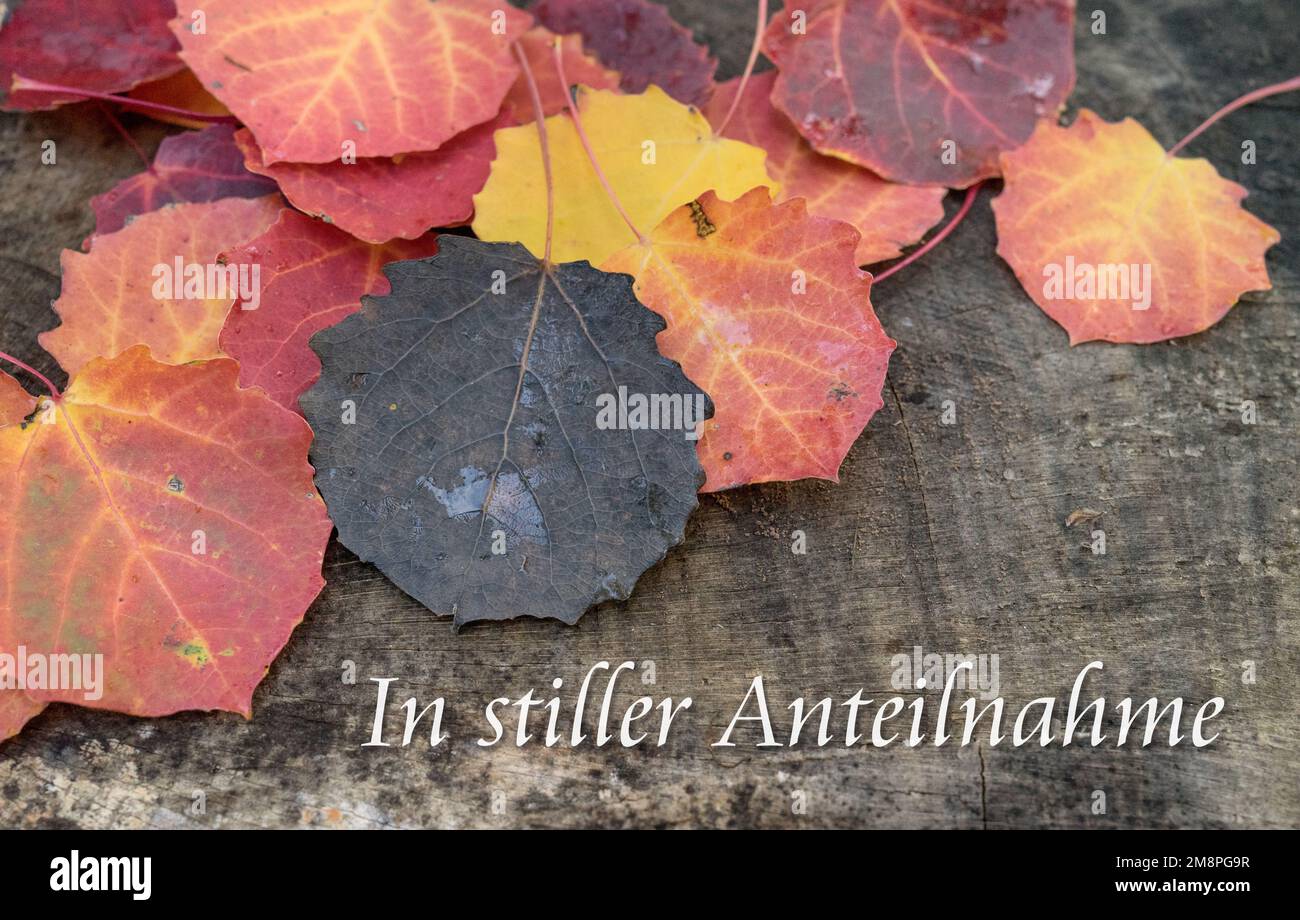 Mourning card with autumn leaves and German text: In silent sympathy Stock Photo