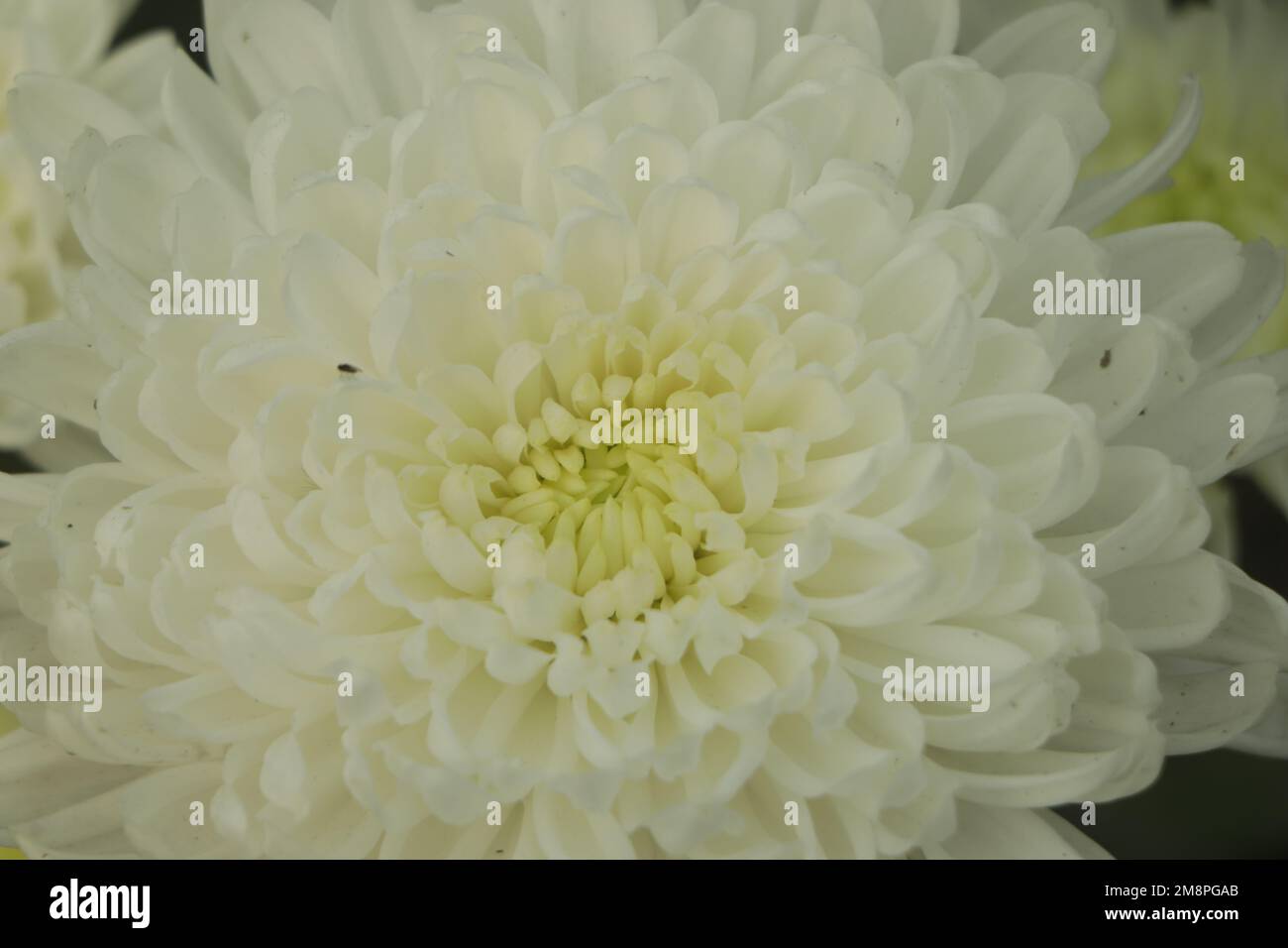 Chrysanthemum white flower hi-res stock photography and images - Alamy