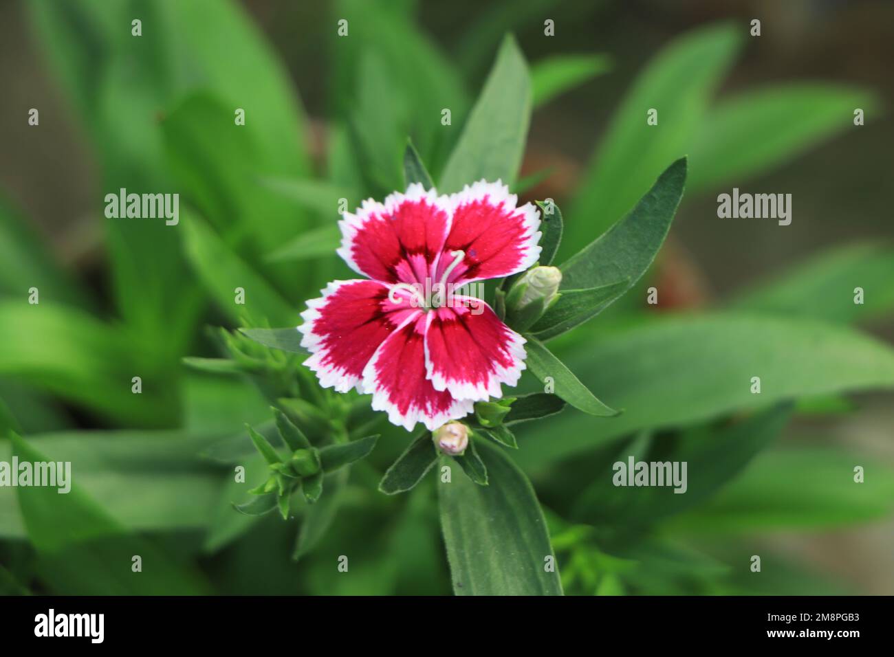 Beautiful Background of blooming Snowfire, China Doll, China Pink flower, pink Dianthus flowers Stock Photo