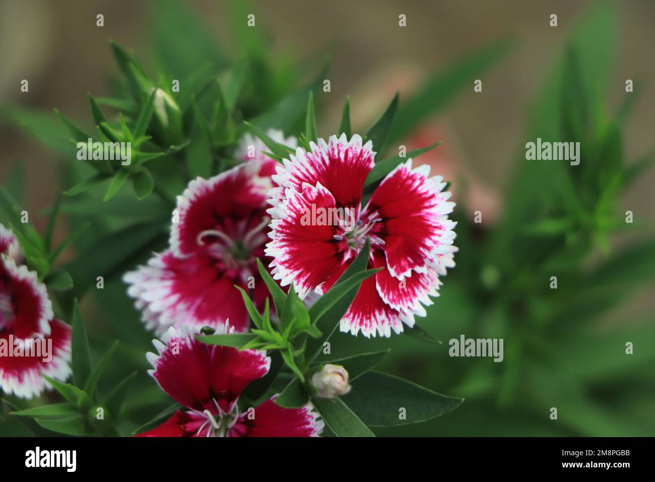 Dianthus is easy to grow and easy to maintain Stock Photo Alamy