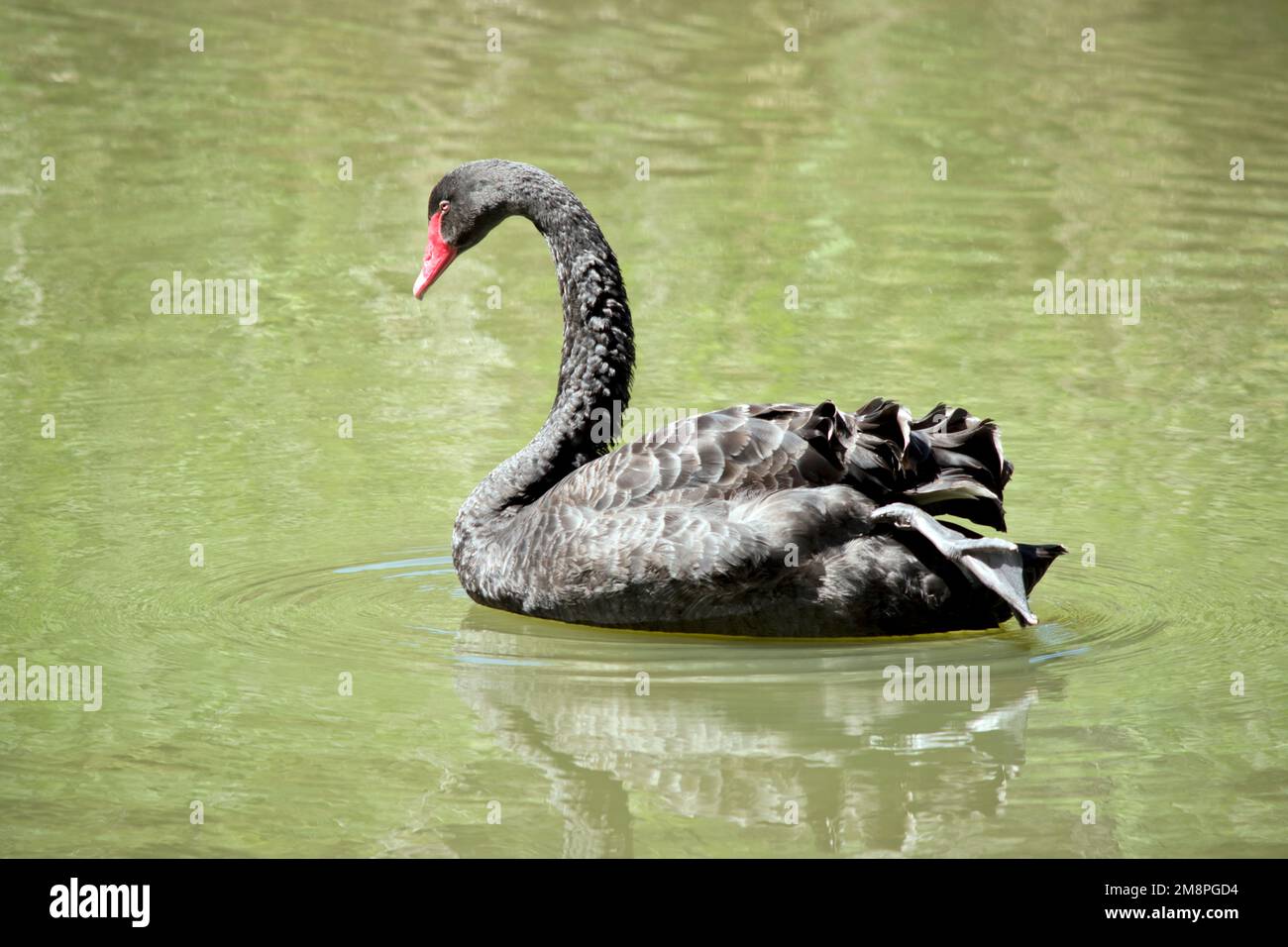this is the side view of a black swan swimming Stock Photo - Alamy