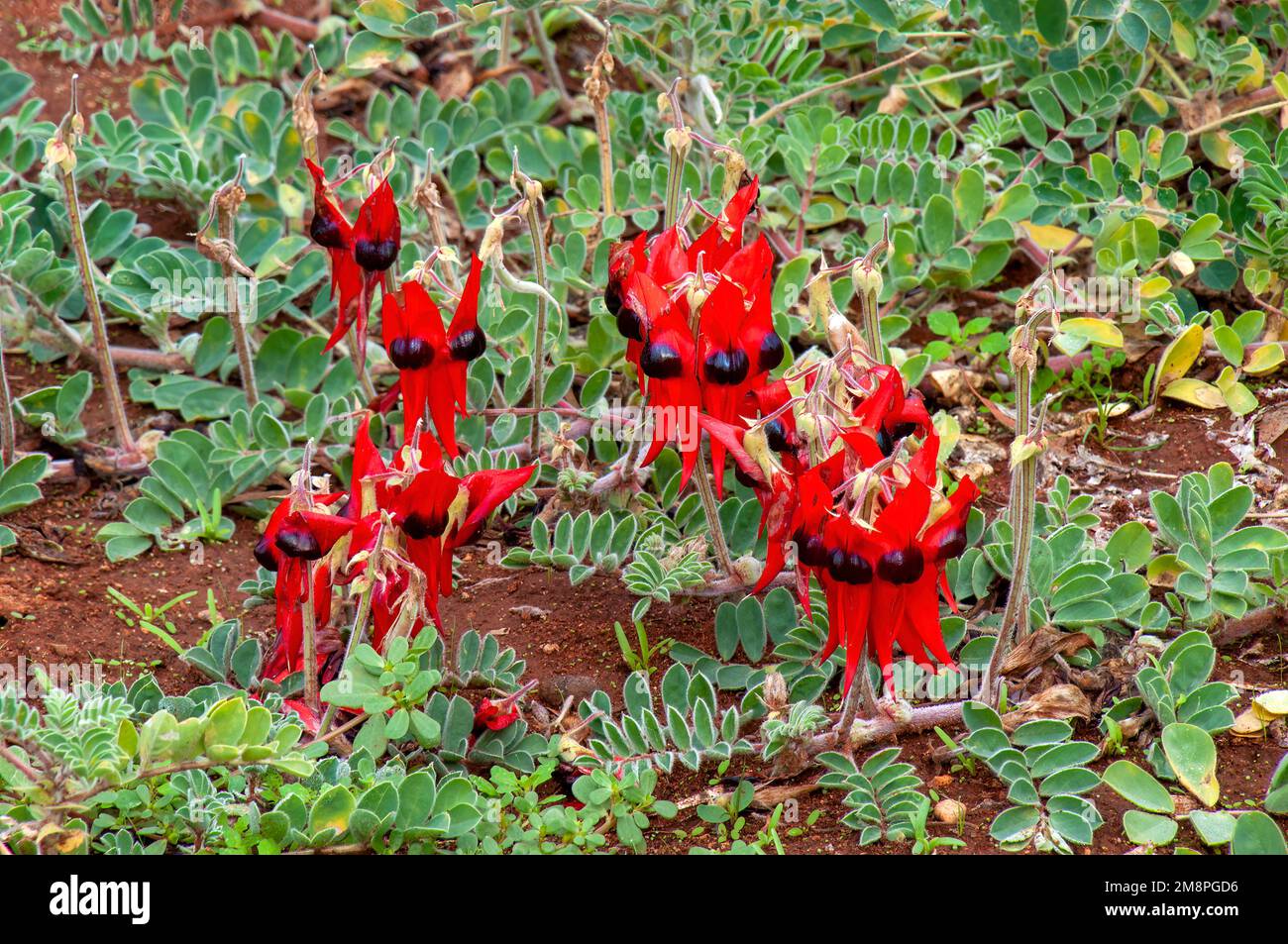 Mourquong Australia, flowering sturt's desert pea a native creeper