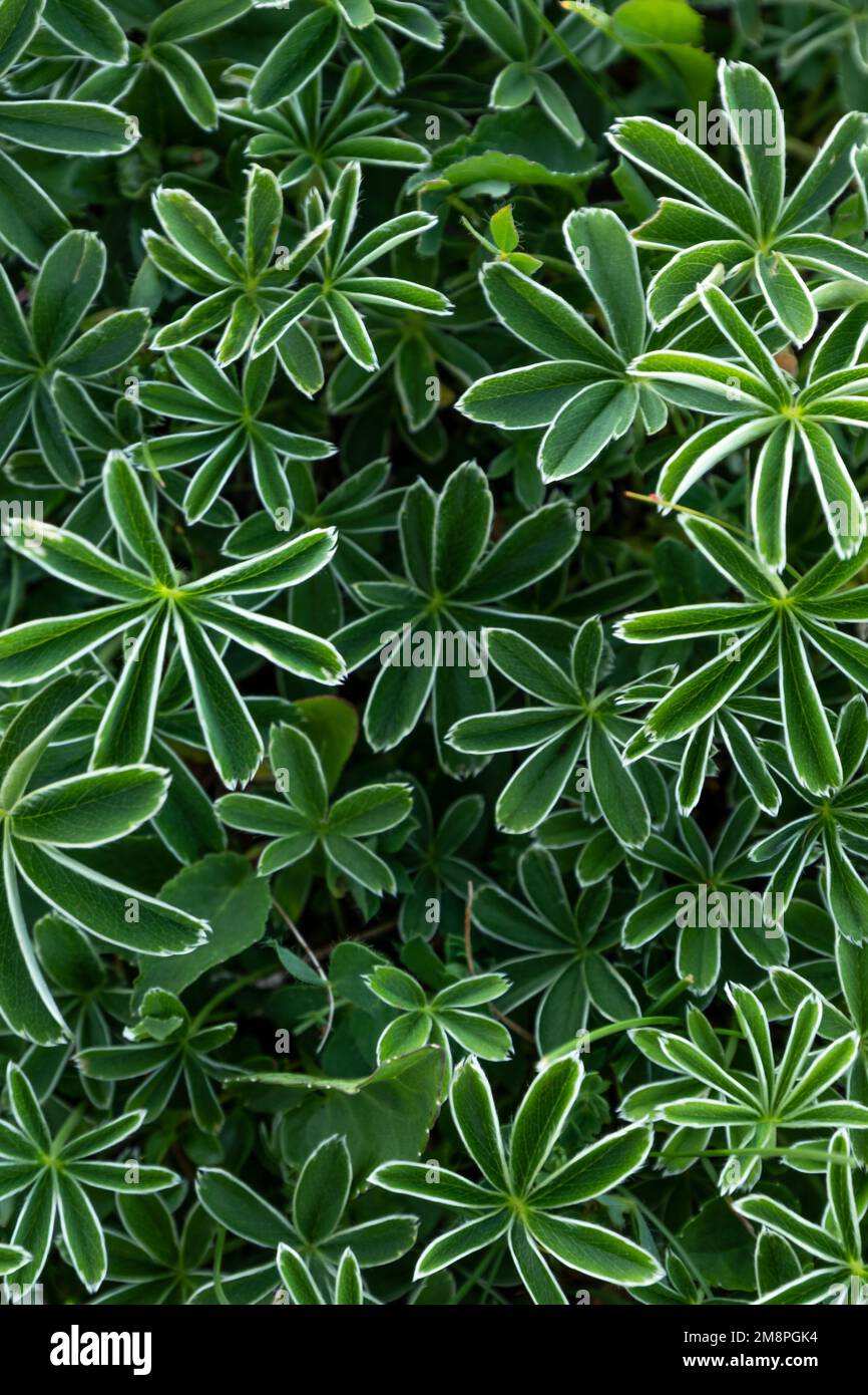 green plants Alchemilla alpina in fullscreen Stock Photo