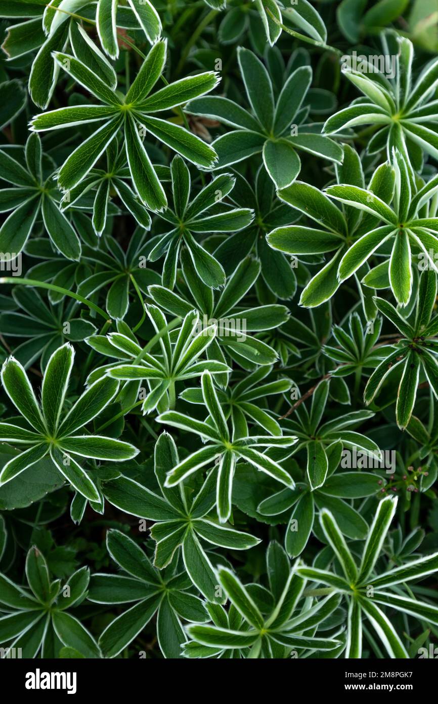 green plants Alchemilla alpina in fullscreen Stock Photo