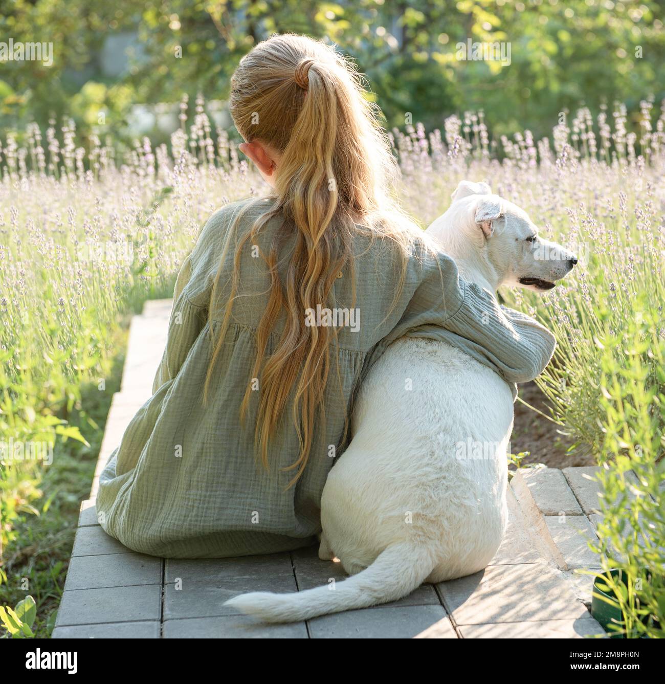 A little girl with a white dog sits and admires the lavender field. View from the back Stock Photo