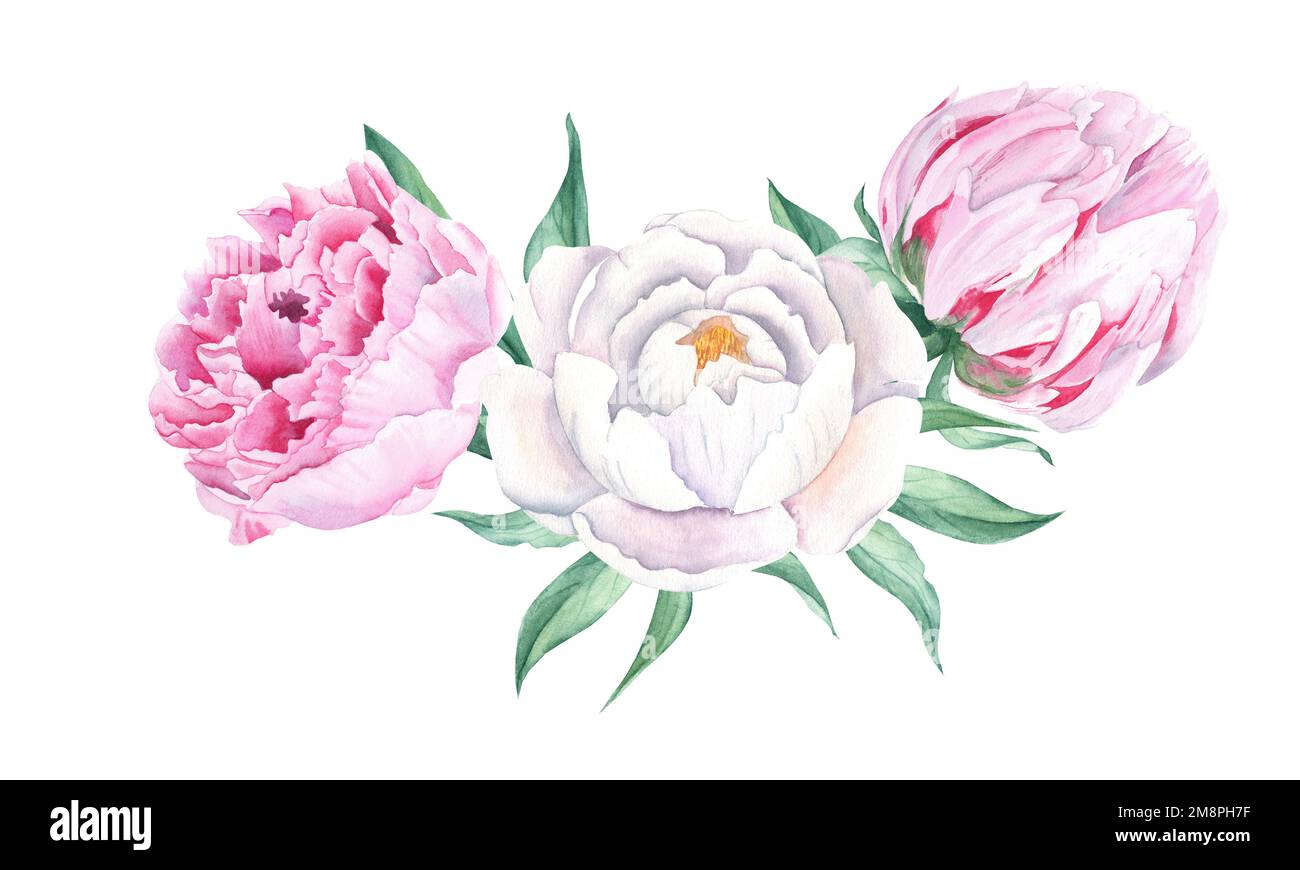 Watercolor peonies bouquet isolated on white background. Hand painted combination of white and pink flowers and green leaves. Can be used for greeting Stock Photo