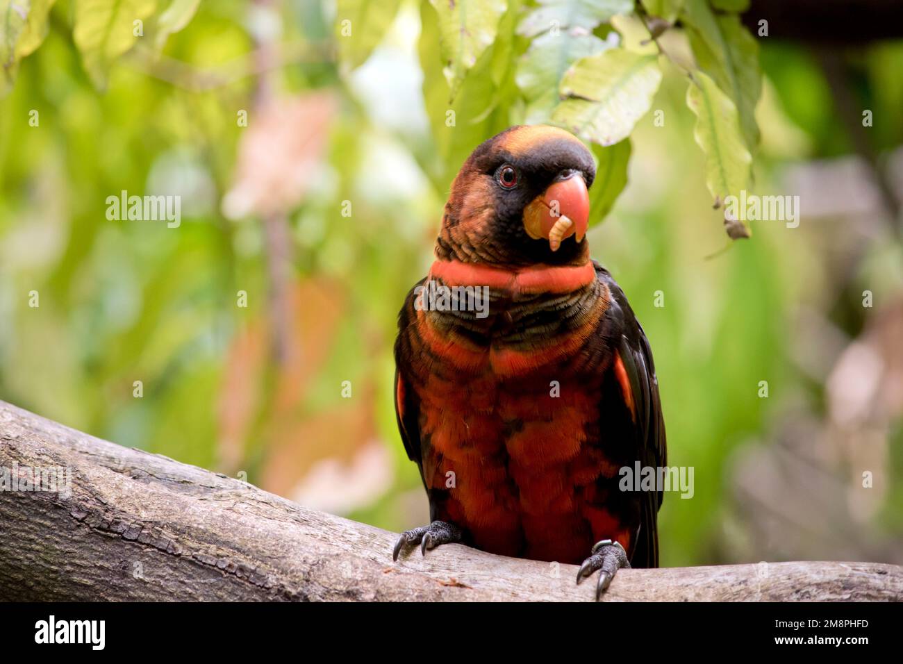 The dusky lory has two color phases. The orange and yellow variants both have a golden-brown crown, an orange collar, and a white rump. Stock Photo