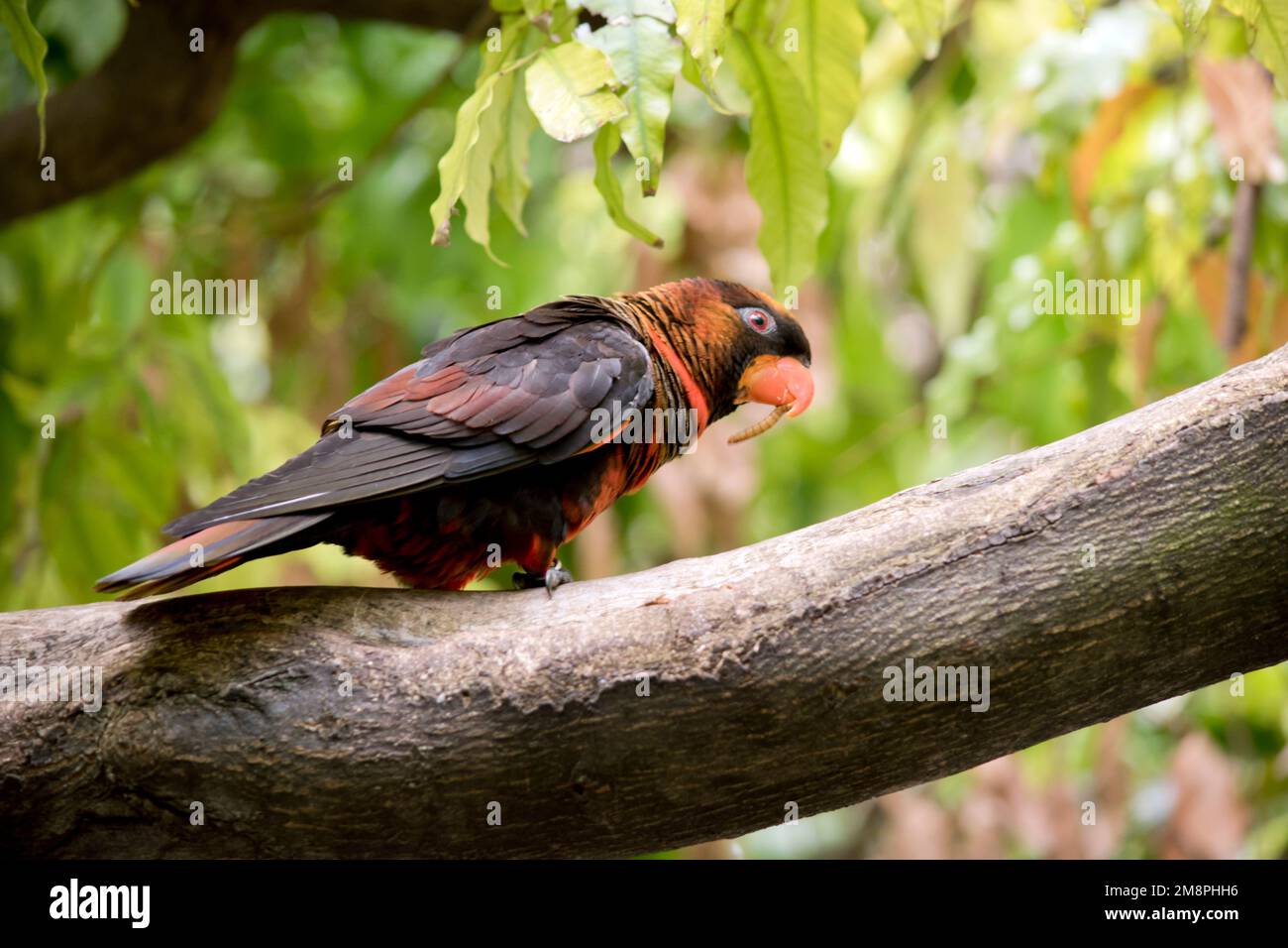 The dusky lory has two color phases. The orange and yellow variants both have a golden-brown crown, an orange collar, and a white rump. Stock Photo