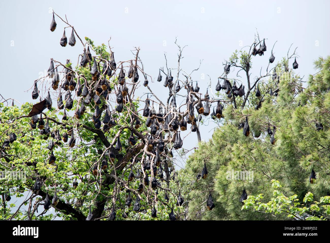 fruit bats have black wings and red furry heads and hang upside down from trees Stock Photo