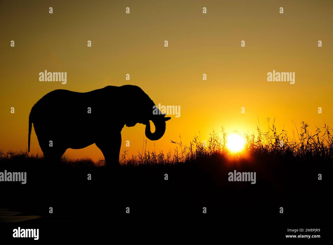 Africa sunset and sunrise with elephants and giraffes Stock Photo - Alamy