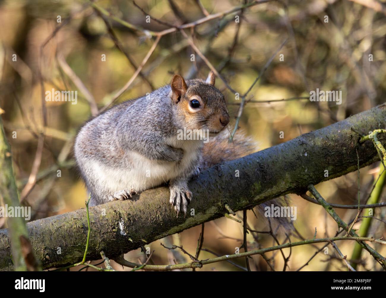 The Grey Squirrel was introduced to the UK over a century ago. They have now replaced the indigenous Red Squirrel, Stock Photo