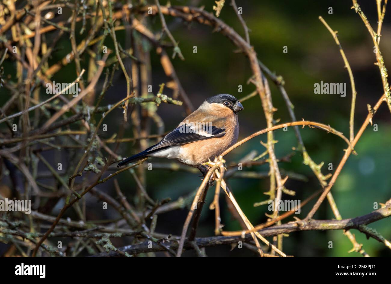 The female Bullfinch lacks the brilliant salmon pink breast feathers of the male but has a subtle beauty of plumage none the less. Stock Photo