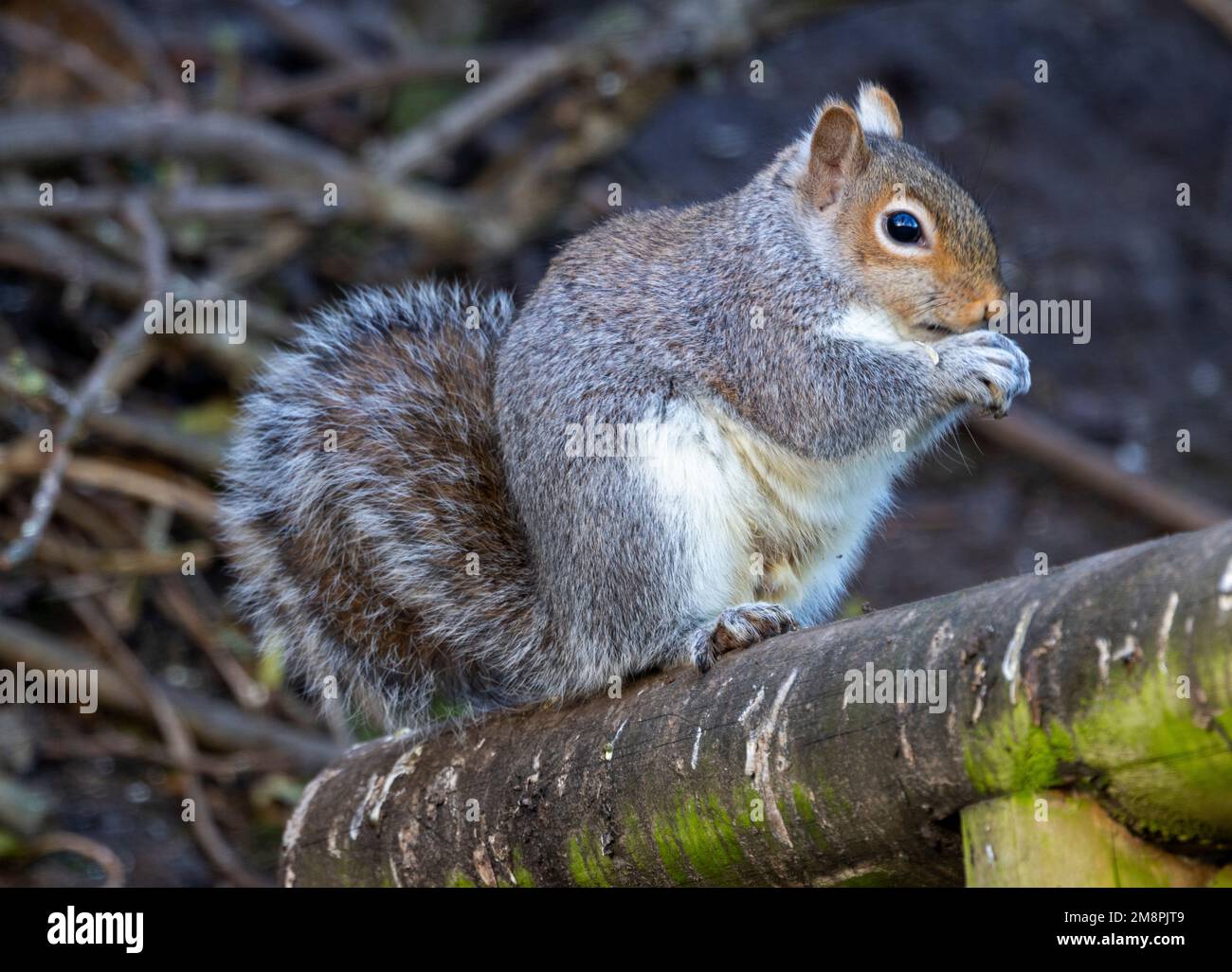 Grey Squirrels have the habit of stashing any excess food they find. This provides a stash for hard times, and they have a good memory to recover them Stock Photo