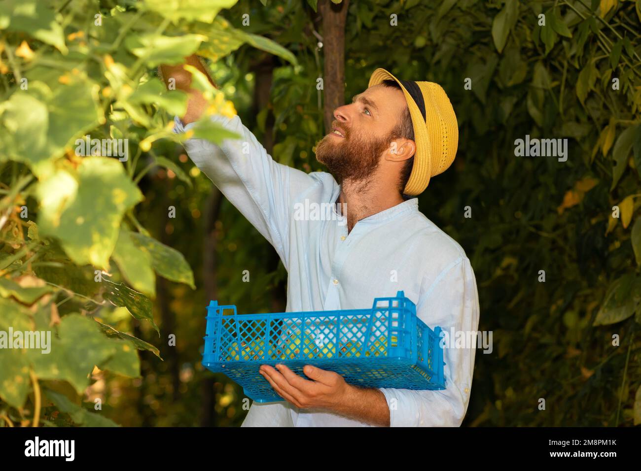 Organic gardening. Caucasian smiling farmer wearing straw hat holds a ...