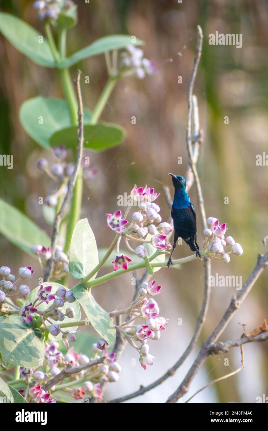 A Purple Sunbird sitting on a branch full of flowers of a tree at Bhigwan Bird Sanctuary in India Stock Photo
