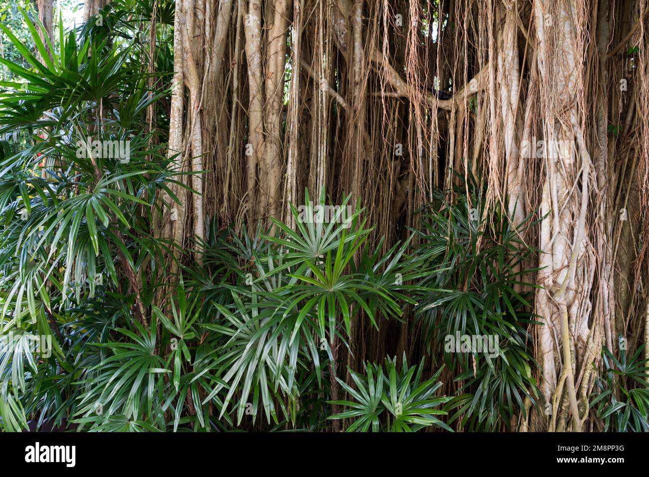 The plants of foreign countries hi-res stock photography and images - Alamy